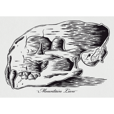 Mountain Lion Skull 7"x5" Print