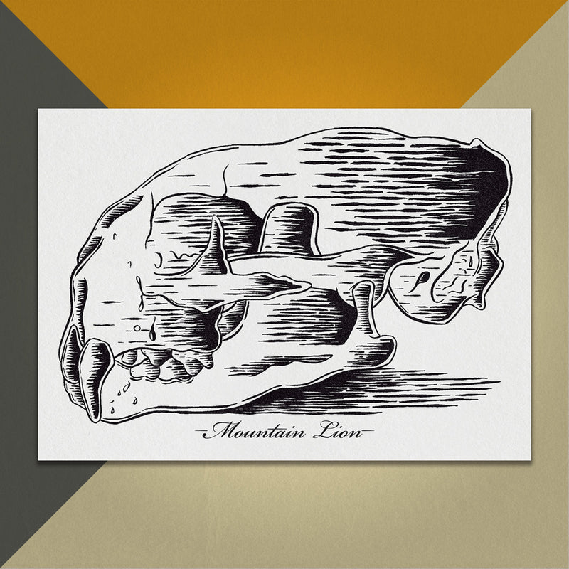 Mountain Lion Skull 7"x5" Print